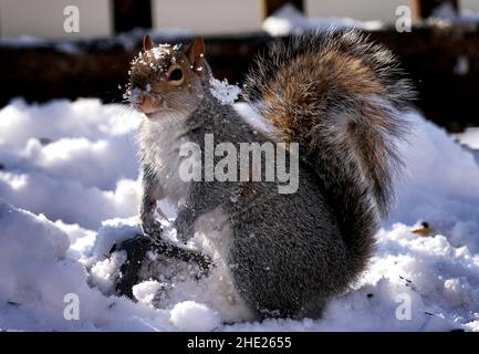 Un écureuil recherche de la nourriture dans la neige Banque D'Images
