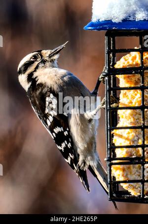 Un pic sur un Suet Feeder Banque D'Images