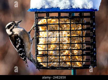 Un pic sur un Suet Feeder Banque D'Images