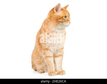 Portrait d'un grand chat rouge, isolé sur fond blanc Banque D'Images
