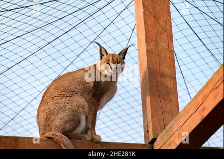 Gros plan d'un caracal, une espèce rare de chat. Banque D'Images