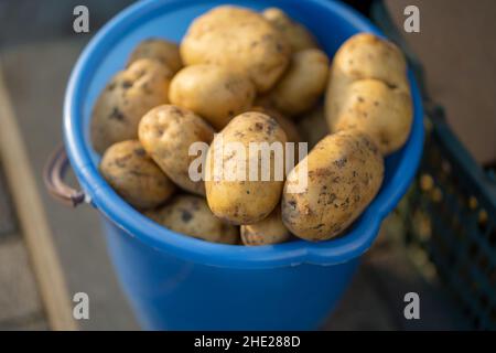 Marché de rue.Gros plan des pommes de terre avec une peau jaune dans un seau bleu Banque D'Images