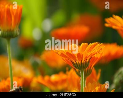 Gros plan d'un marigold (Calendula) sur un champ de marigolds Banque D'Images