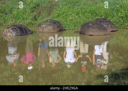 Tortues géantes dans l'eau, île de Santa Cruz, îles Galapagos Banque D'Images