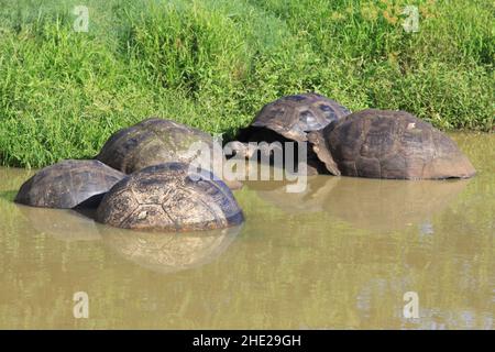 Tortues géantes dans l'eau, île de Santa Cruz, îles Galapagos Banque D'Images