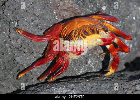 Sally lightfoot crabe sur l'île Fernandina, îles Galapagos Banque D'Images