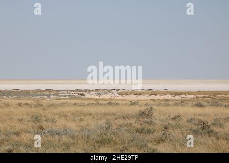 Etosha Pan Banque D'Images