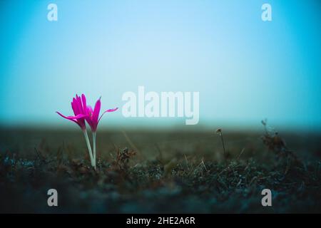 Petite fleur rose avec un fond de nature sombre.Herbe vert foncé.Une nature étonnante.Belle fleur sauvage.Ciel bleu.Photo de haute qualité Banque D'Images