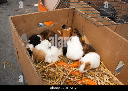 Cochons d'Inde sur le marché des animaux à mol (Belgique) en attente de vente dans des boîtes à une nouvelle famille. Banque D'Images