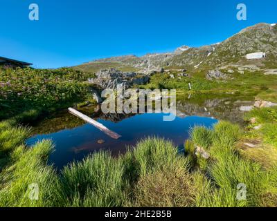 Tronc d'arbre dans un étang alpin pittoresque au col de Grimsel en Suisse Banque D'Images
