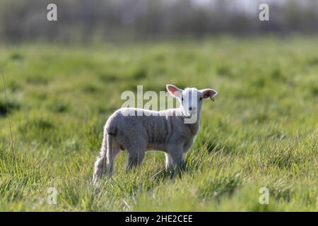 Les sources agneaux dans la campagne du Suffolk dans le soleil de printemps Banque D'Images