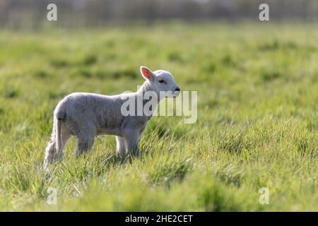 Les sources agneaux dans la campagne du Suffolk dans le soleil de printemps Banque D'Images