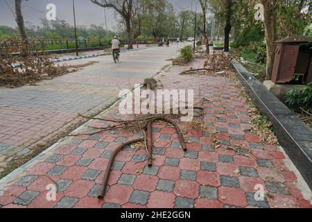 Howrah, Bengale-Occidental, Inde - 31st mai 2020 : Super cyclone Amphan déraciné Trifala lumière de rue qui est tombé et a bloqué le pavé. La scène de la dévastation. Banque D'Images