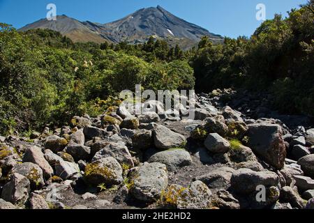 Poney lit sous le mont Taranaki dans le parc national d'Egmont, région de Taranaki sur l'île du Nord de la Nouvelle-Zélande Banque D'Images