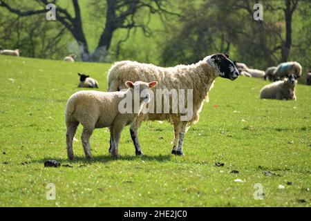 Brebis et agneau broutant l'herbe verte. Banque D'Images