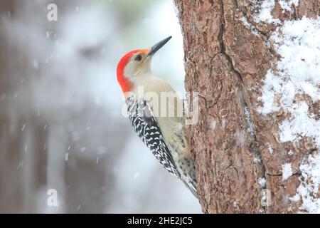 Le pic à ventre rouge mâle Melanerpes carolinus perçant sur un tronc d'arbre enneigé en hiver Banque D'Images