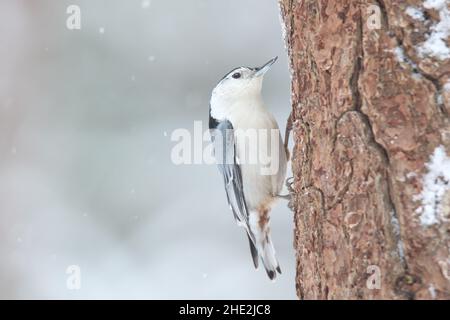 Sitta carolinensis à la poitrine blanche sur un tronc d'arbre dans la neige d'hiver Banque D'Images