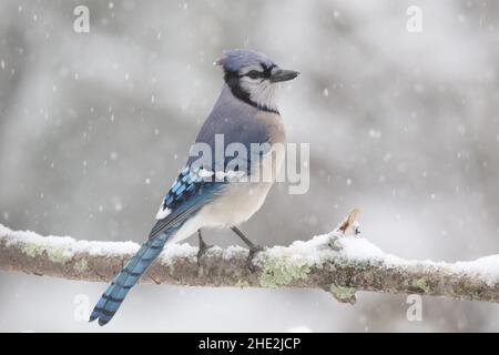 Blue jay Cyanocitta crostata perching dans une tempête de neige d'hiver Banque D'Images