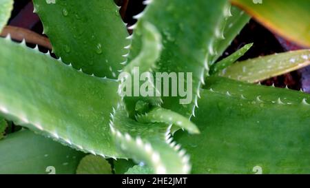 Cette plante a appelé Aloe Vera , avec les caractéristiques d'avoir une couleur verte fraîche et il y a des épines sur les bords des feuilles et de cet Aloe Banque D'Images