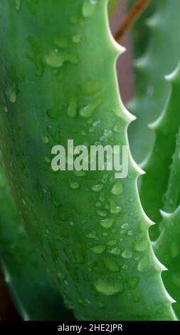 Cette plante a appelé Aloe Vera , avec les caractéristiques d'avoir une couleur verte fraîche et il y a des épines sur les bords des feuilles et de cet Aloe Banque D'Images