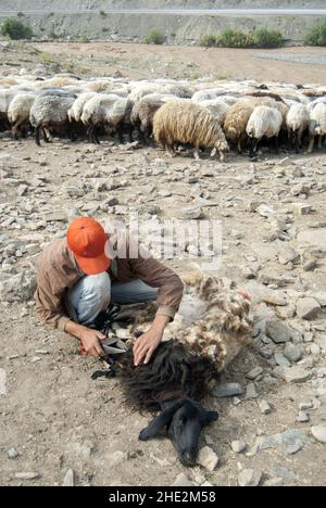 Hakkari,Turquie - 06-22-2009:fermier cisaillant la laine des moutons. Banque D'Images