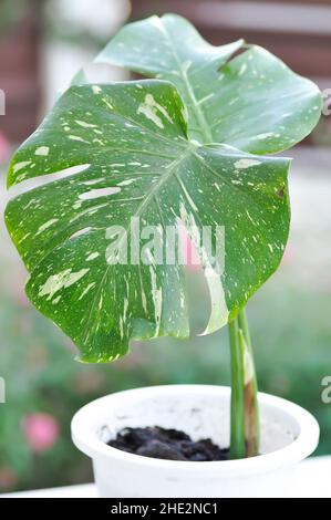 Monstera, Herricane ou fromage suisse, constellation thaïlandaise de Monstera ou Monstera thaï Banque D'Images