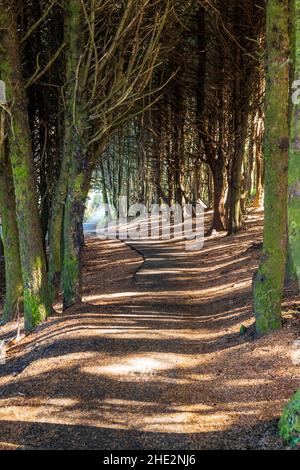 Jeux de lumière et d'ombre sur un sentier de randonnée bordé d'arbres ; zone pittoresque de Cape Perpetua ; côte de l'Oregon ; États-Unis Banque D'Images