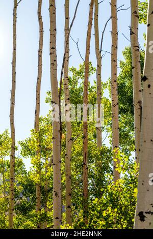 Aspen rétroéclairé au début de l'automne; Water Canyon Recreation Area; Winnemucca; Nevada Banque D'Images