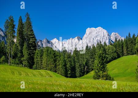 Prairie verte estivale avec de puissants sommets de haute montagne en arrière-plan, Weissbach BEI Lofer, Salzbourg, Autriche, Europe Banque D'Images