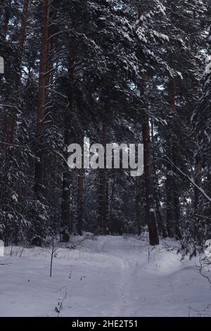 Paysage d'hiver.Un sentier dans une forêt de pins d'hiver couverte de neige.La neige se trouve sur des branches de pin dans la forêt d'hiver. Banque D'Images