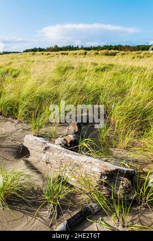 Herbes des dunes; parc national de fort Stevens; océan Pacifique; côte de l'Oregon; près de Warrenton; Oregon;ÉTATS-UNIS Banque D'Images