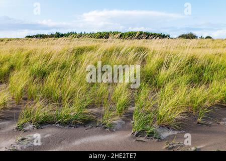 Herbes des dunes; parc national de fort Stevens; océan Pacifique; côte de l'Oregon; près de Warrenton; Oregon;ÉTATS-UNIS Banque D'Images