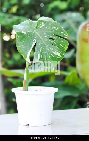 Monstera, Herricane ou fromage suisse, constellation thaïlandaise de Monstera ou Monstera thaï Banque D'Images