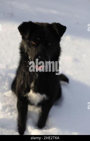Un chien noir avec une poitrine blanche et une languette saillante s'assoit sur la neige blanche et regarde dans l'appareil photo.Portrait d'un chien noir par une belle journée d'hiver. Banque D'Images