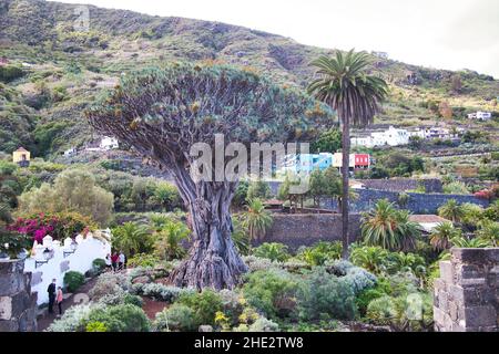 Dragon millénaire, à Icod de los Vinos sur Tenerife en décembre Banque D'Images