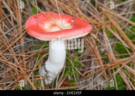 Champignons sur sol forestier Banque D'Images