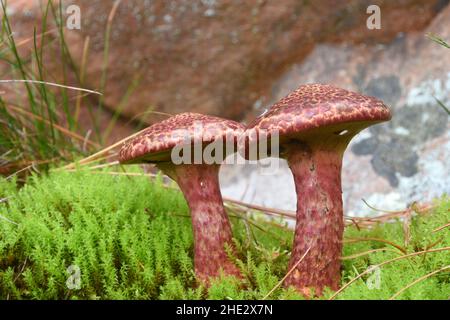 Champignons sur sol forestier Banque D'Images