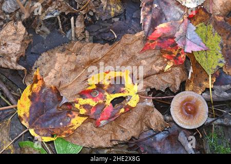 Champignons sur sol forestier Banque D'Images