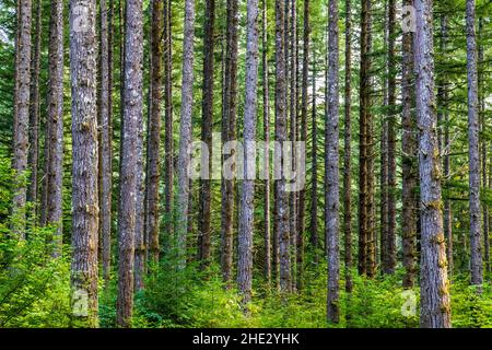 Forêt d'arbres Douglas Fir; parc national de Silver Falls; Oregon; États-Unis Banque D'Images