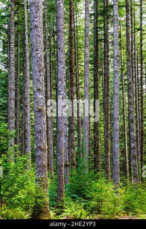 Forêt d'arbres Douglas Fir; parc national de Silver Falls; Oregon; États-Unis Banque D'Images