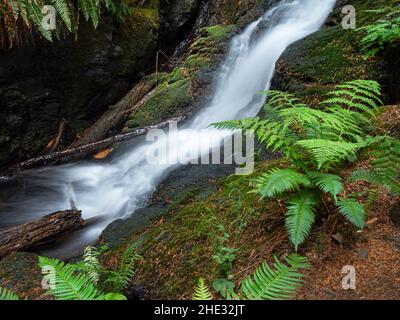 WA21026-00...WASHINGTON - des chutes cachées sur le sentier Cascade Creek Trail dans le parc national Moran sur l'île Orcas. Banque D'Images