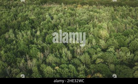 Écologie et nature, vue aérienne des arbres forestiers verts pendant l'été à Montréal, Québec, Canada, Amérique du Nord. Banque D'Images