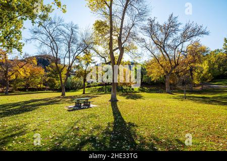 Belles couleurs d'automne; orme sibérien; pumila d'Ulmas; Parc des chutes de Shoshone; projet hydroélectrique des chutes de Shoshone; Canyon de la rivière Snake; près de Twin Falls Banque D'Images