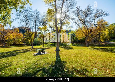 Belles couleurs d'automne; orme sibérien; pumila d'Ulmas; Parc des chutes de Shoshone; projet hydroélectrique des chutes de Shoshone; Canyon de la rivière Snake; près de Twin Falls Banque D'Images