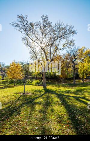 Belles couleurs d'automne; orme sibérien; pumila d'Ulmas; Parc des chutes de Shoshone; projet hydroélectrique des chutes de Shoshone; Canyon de la rivière Snake; près de Twin Falls Banque D'Images