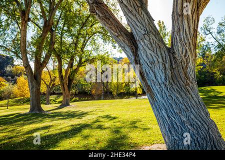 Belles couleurs d'automne; orme sibérien; pumila d'Ulmas; Parc des chutes de Shoshone; projet hydroélectrique des chutes de Shoshone; Canyon de la rivière Snake; près de Twin Falls Banque D'Images