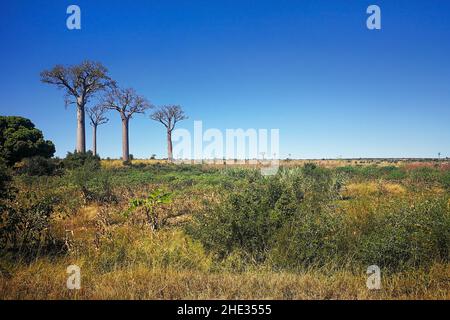 Herbe, petits arbustes poussant sur un terrain plat, trois grands baobabs à distance, paysage typique de Madagascar sont région près de Sakaraha Banque D'Images