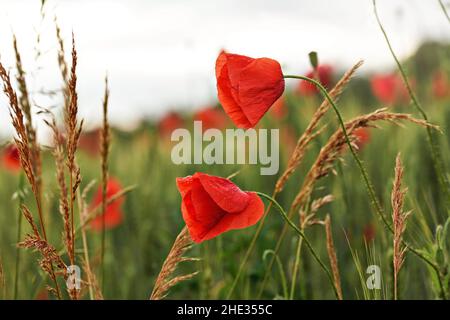 Coquelicots rouges sauvages, fleurs humides de la pluie, poussant dans le champ vert de blé non mûr Banque D'Images