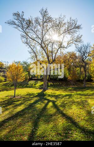 Belles couleurs d'automne; orme sibérien; pumila d'Ulmas; Parc des chutes de Shoshone; projet hydroélectrique des chutes de Shoshone; Canyon de la rivière Snake; près de Twin Falls Banque D'Images