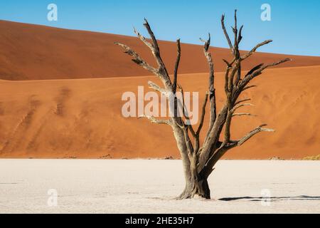 Arbre à épine de chameau mort contre de gigantesques dunes de sable à Deadvlei, dans le désert du Namib, en Namibie. Banque D'Images